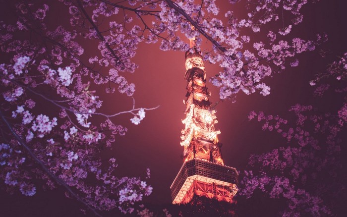 Tokyo Tower and Cherry Blossoms at Night