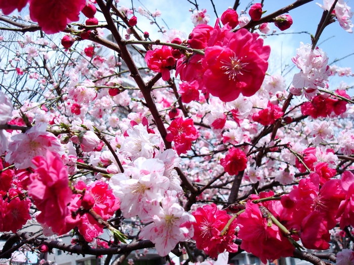 Pink and white cherry blossoms on branches