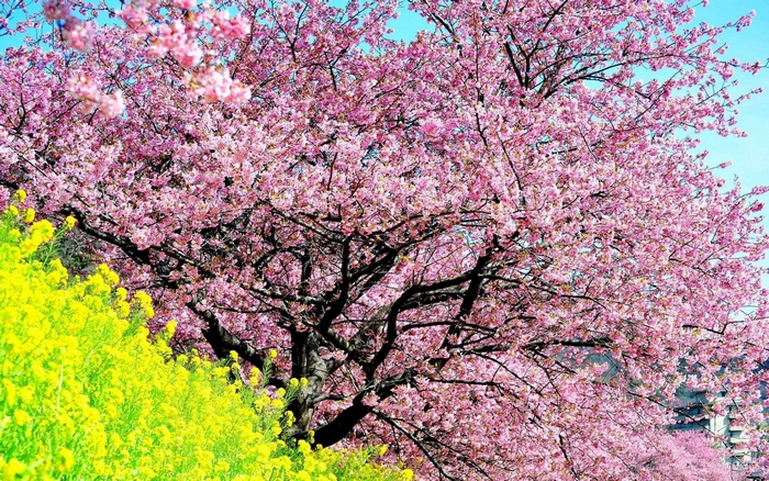 Pink cherry blossoms and yellow flowers