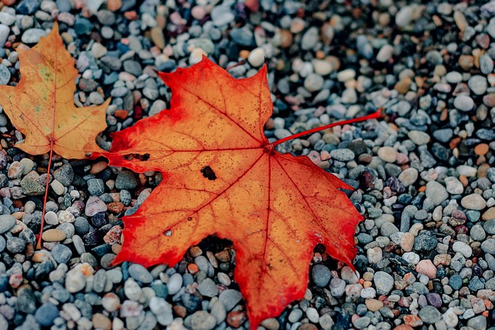Vibrant Red and Orange Maple Leaves on Pebbles