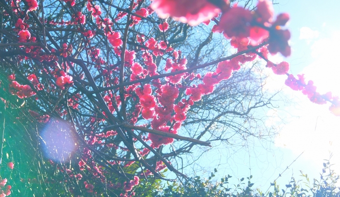 Pink cherry blossoms on branches against blue sky