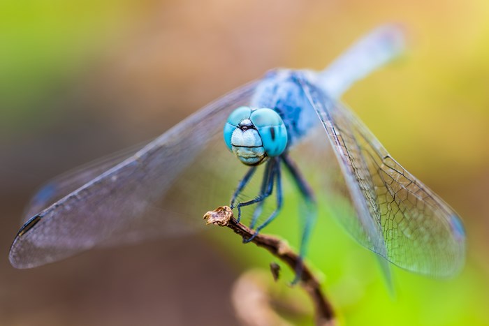 Close-up of a blue dragonfly on a twig