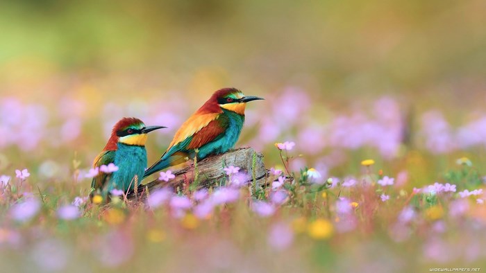 Two colorful bee-eater birds on a log
