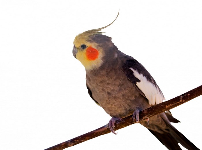 Cockatiel perched on a branch
