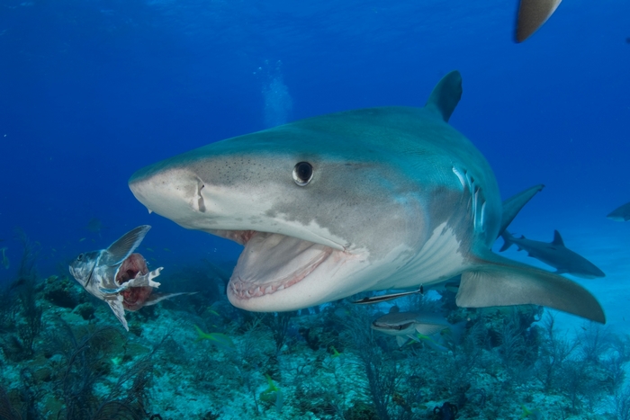 Tiger shark eating a fish underwater