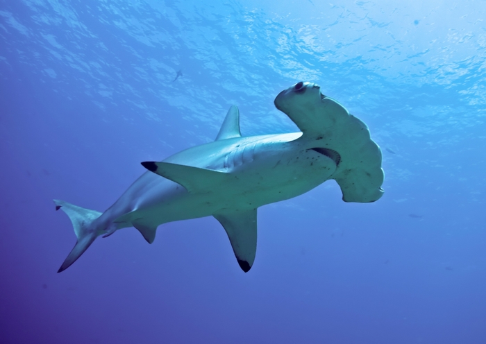 Hammerhead shark swimming in blue ocean