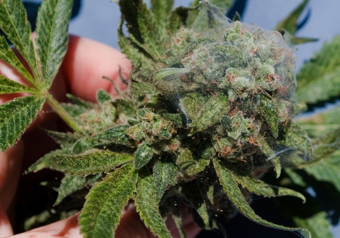 Close-up of marijuana bud with spider mites