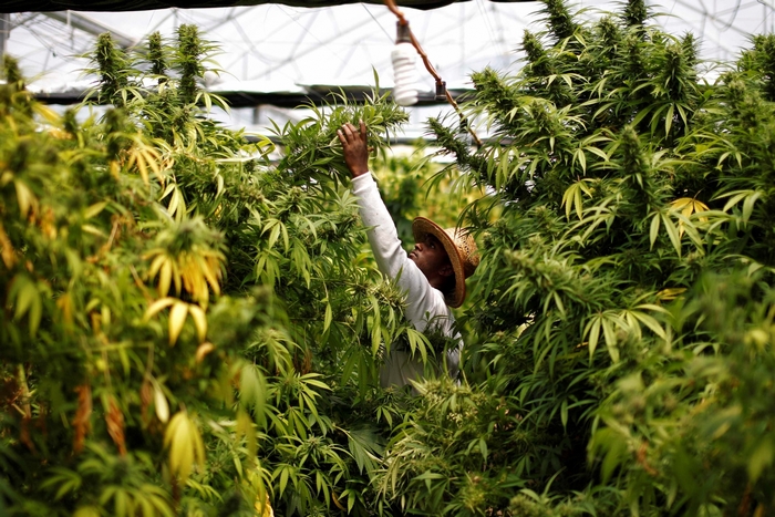Farmer tending to marijuana plants in a greenhouse