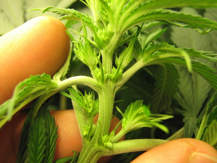 Close-up of cannabis plant nodes and leaves