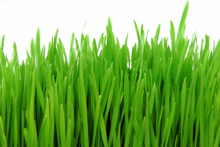 Close-up of green grass blades