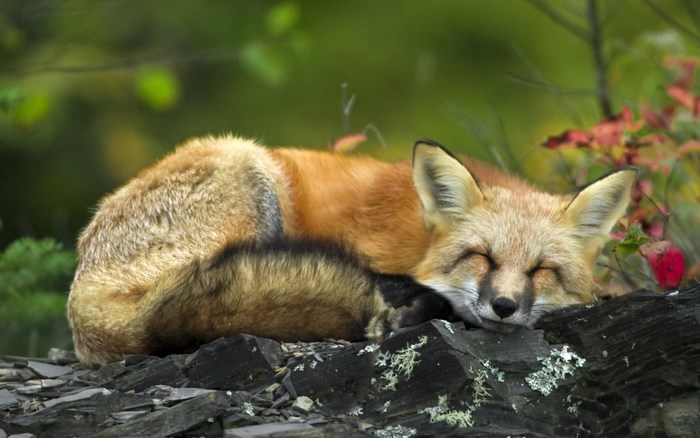 Red fox sleeping on rocks
