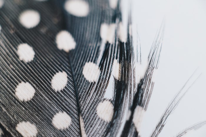 Close-up of a guinea fowl feather with white spots