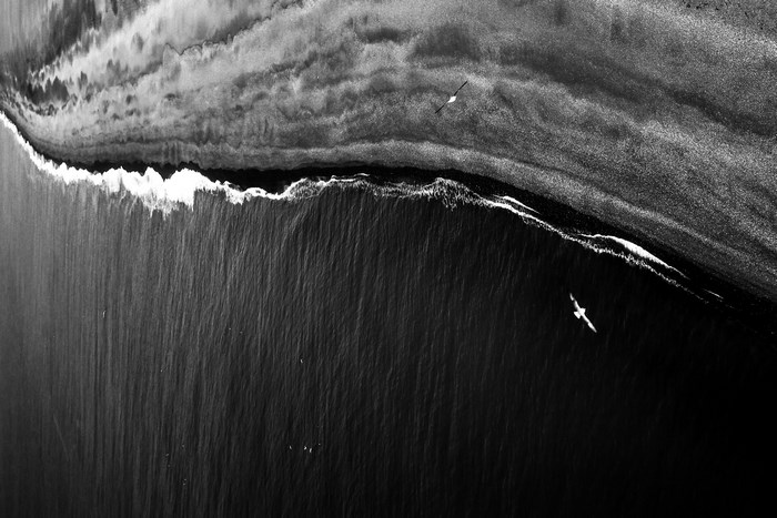 Seagulls flying over a wave on a black sand beach