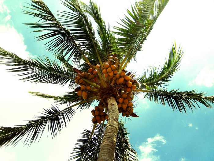Palm tree with coconuts against blue sky