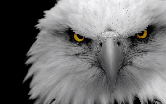 Close-up of a bald eagle's face