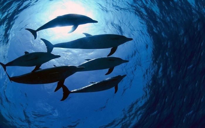 A pod of dolphins swims in the ocean