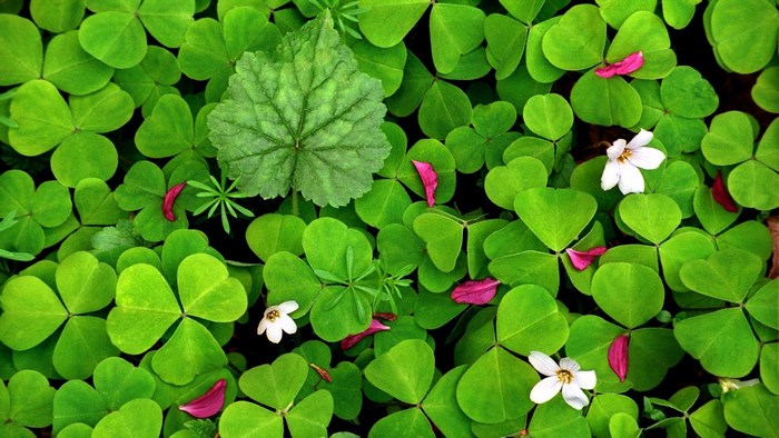 Green clover field with pink petals and white flowers