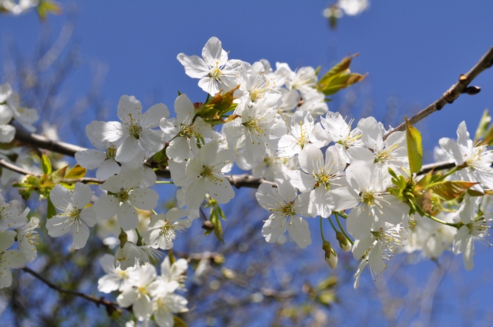 White cherry blossoms against a blue sky