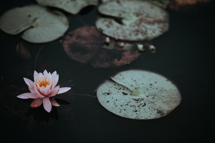 Pink water lily blooming in a dark pond with lily pads