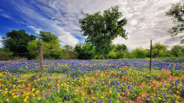 Field of Bluebonnets and Wildflowers with Trees and Sky