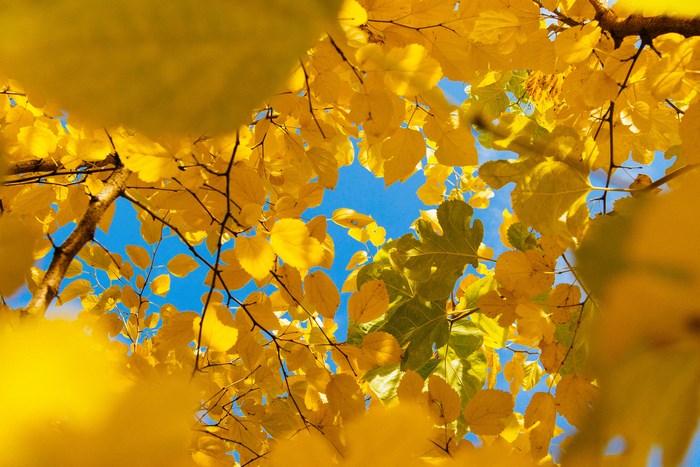 Yellow autumn leaves against a blue sky