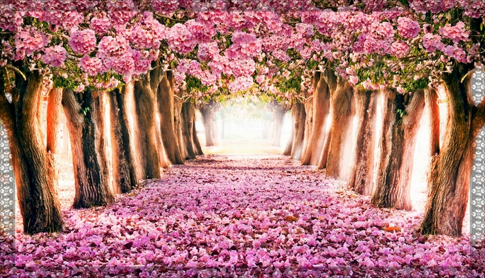 A pathway lined with trees in full bloom with pink flowers