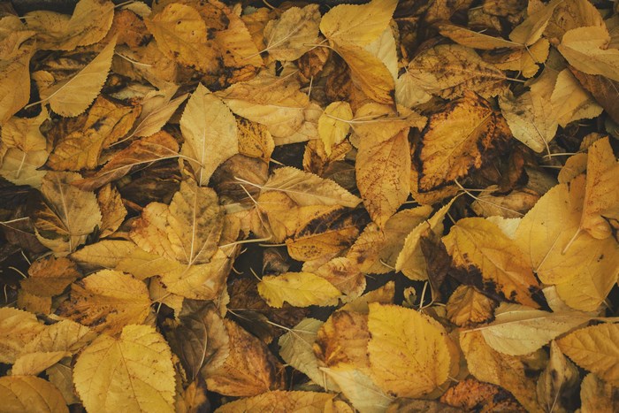 Pile of fallen autumn leaves on the ground