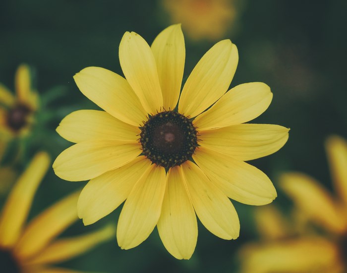 Yellow wildflower with dark center and blurred background