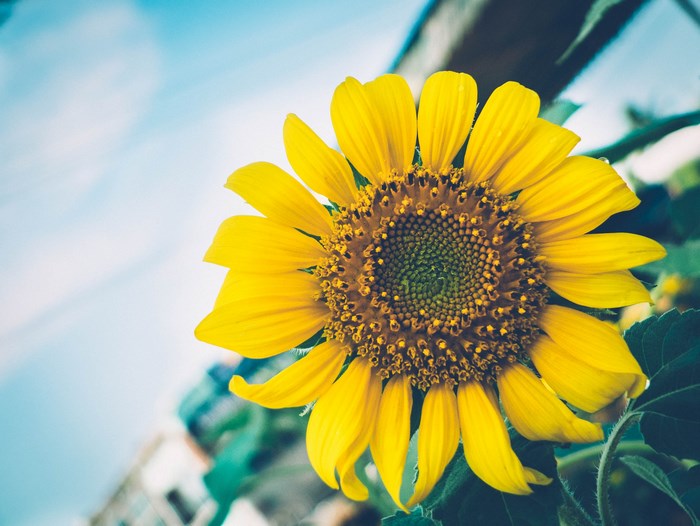 Close-up of a yellow sunflower against a blue sky