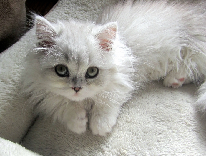 Fluffy white kitten with green eyes