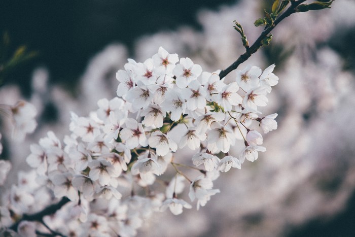 White cherry blossoms on a branch in bloom