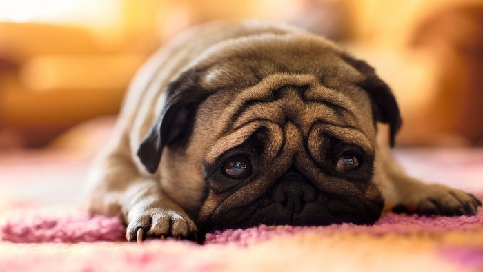 Close-up of a pug lying down