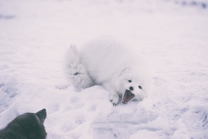 Arctic fox playing in the snow with another animal