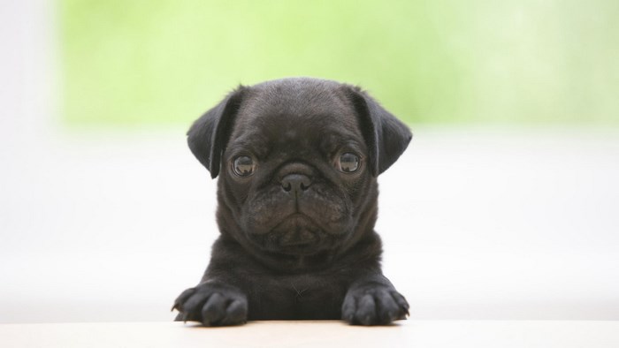 Black Pug Puppy on Table