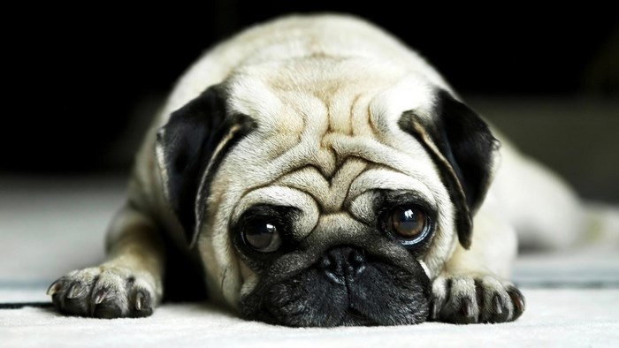 Close-up of a fawn pug lying down