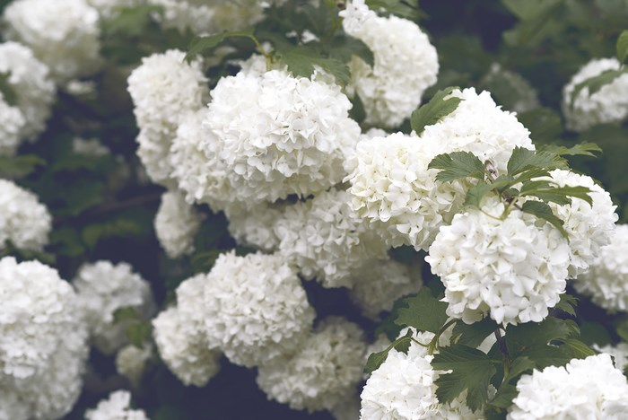 White Hydrangea Flowers in Auckland, New Zealand