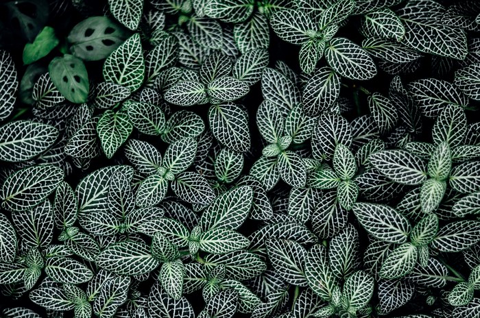 Close-up of Fittonia albivenis leaves with white veins