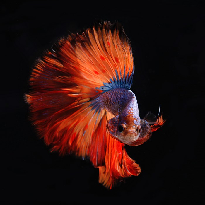 Vibrant Siamese Fighting Fish with Flowing Fins