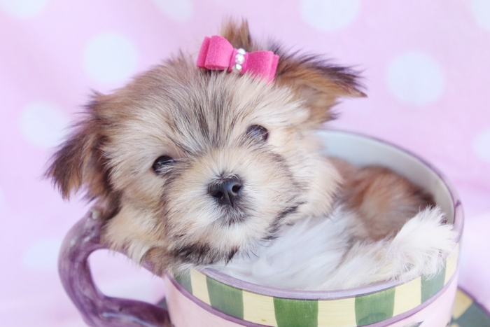 Puppy in a teacup with pink polka dot background