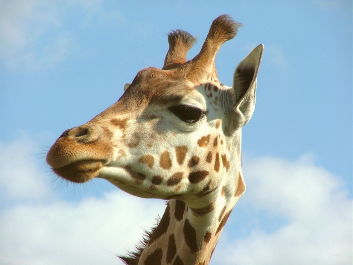 Close-up of a giraffe's head against a blue sky