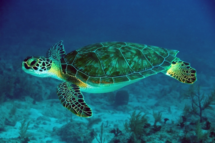 Green sea turtle swimming underwater