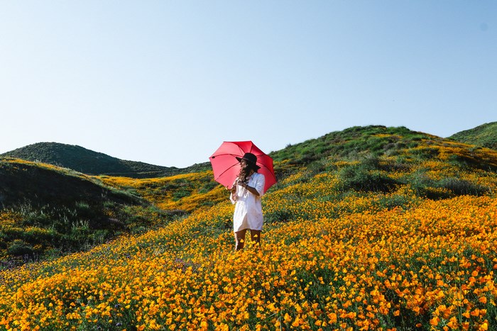 Woman with red umbrella in a field of poppies