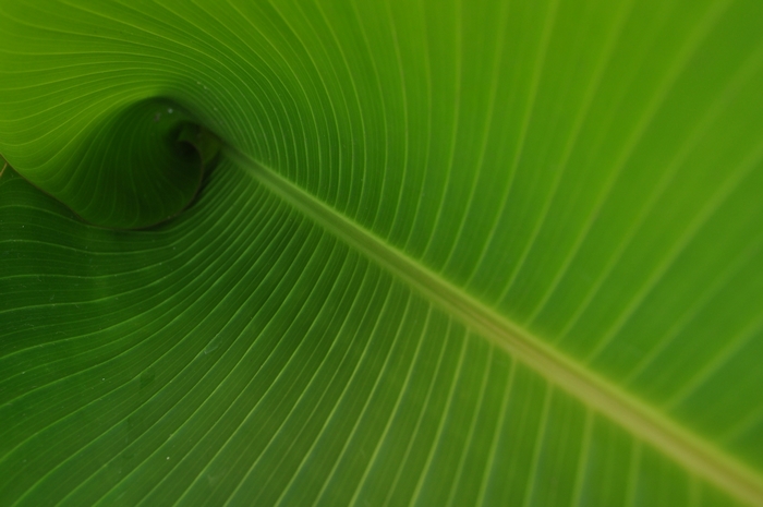 Close-up of a green banana leaf