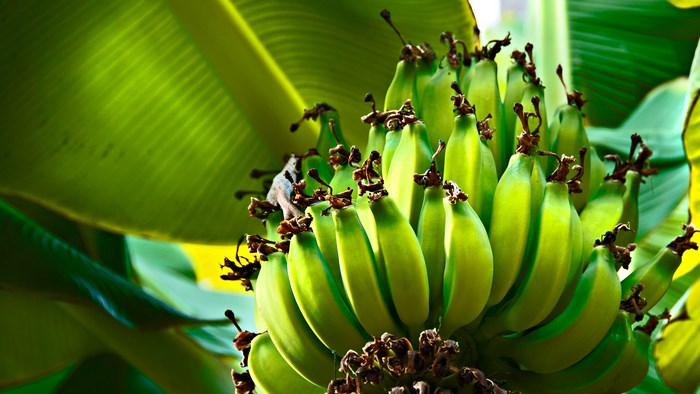 Green bananas on a banana tree with large leaves