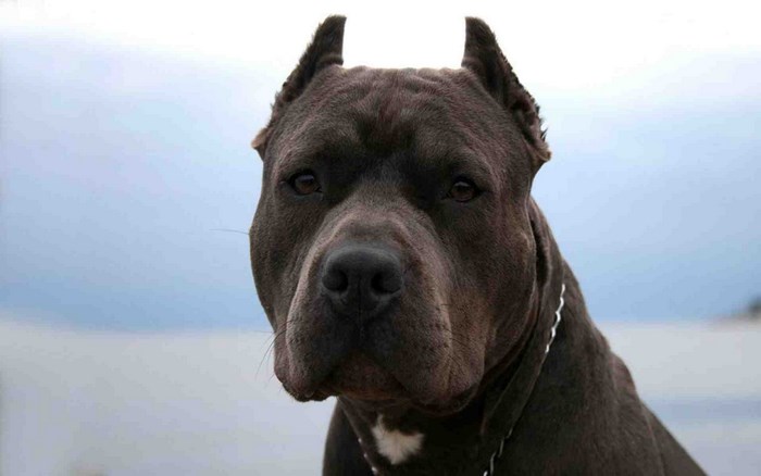 Close-up of a Strong Black Pitbull with Chain Collar