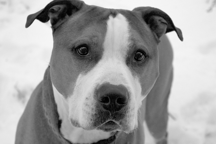 Pitbull dog in the snow