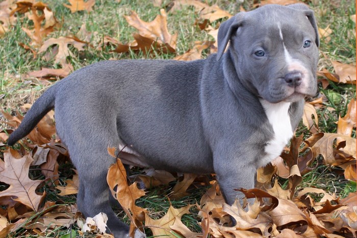 Adorable Blue Pitbull Puppy Outdoors in Fall