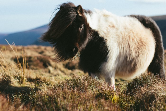 Shetland pony in a grassy field