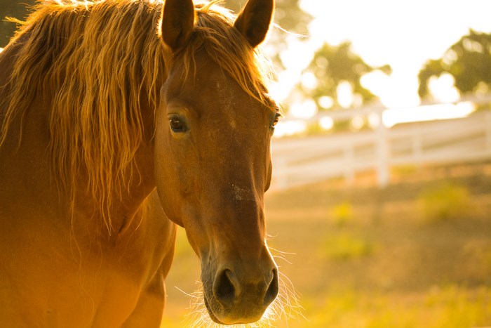 Horse in golden hour light at Ojai pasture