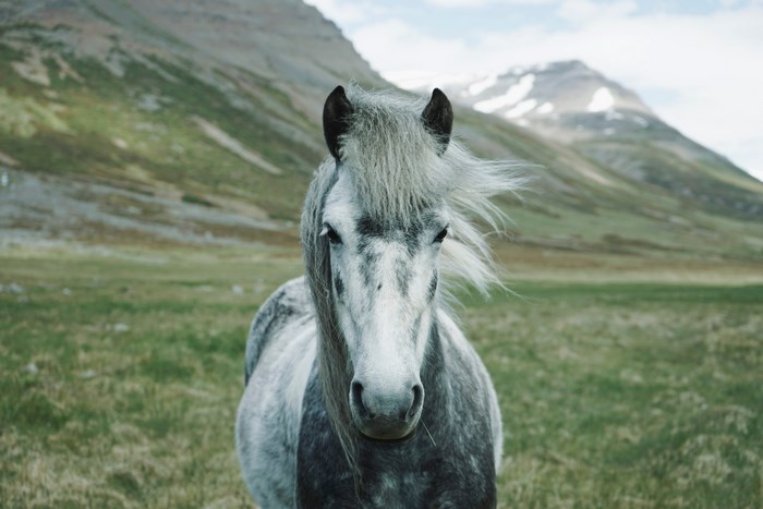 Icelandic horse in a mountainous landscape